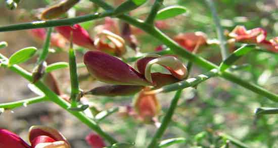خارشتر برای کبد ؛ آیا عرق خارشتر برای کبد چرب مفید است