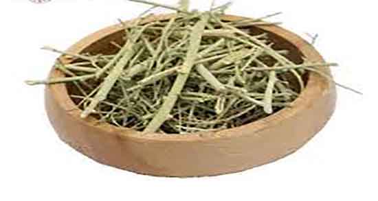 خارشتر برای کلیه ؛ دمنوش گیاه خارشتر برای دفع سنگ کلیه