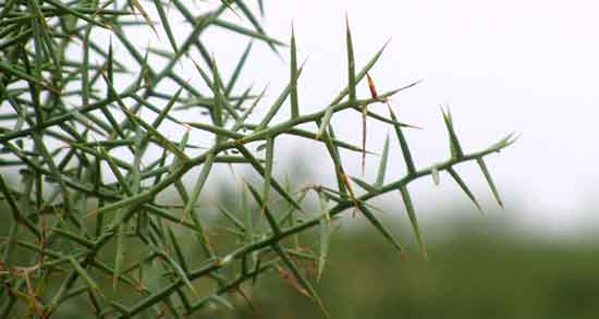 خارشتر برای گاو ؛ فواید مصرف گیاه خارشتر برای حیوانات چیست