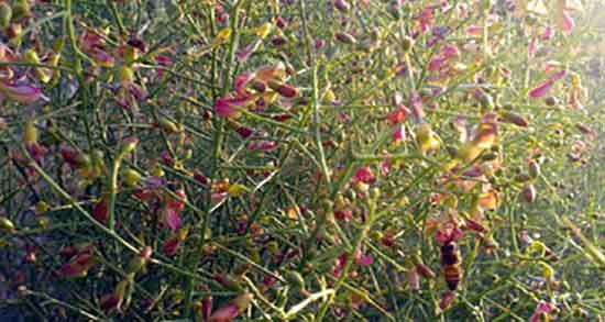 خارشتر و خارخاسک ؛ طریقه مصرف عرق خارشتر و خارخاسک برای بدن