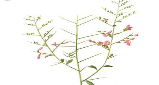 خارشتر و خواص آن ؛ خاصیت مصرف دمنوش خارشتر برای بدن