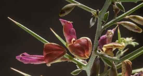 خارشتر و دیابت ؛ خاصیت مصرف خارشتر برای کنترل قند خون