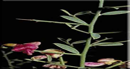 خارشتر و سنگ کلیه ؛ عرق خارخاسک و خارشتر برای سنگ کلیه