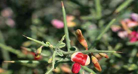 خارشتر و کبد چرب ؛ طریقه مصرف خارشتر برای درمان کبد چرب