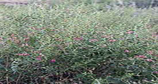 خارشتر و کلیه ؛ خاصیت مصرف عرق خارشتر برای درمان سنگ کلیه