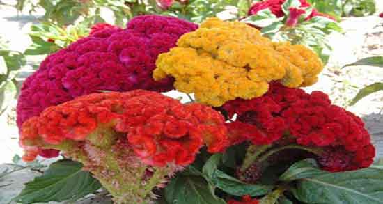 خاصیت تاج خروس ؛ خواص خوردن تاج خروس برای سرماخوردگی اطفال