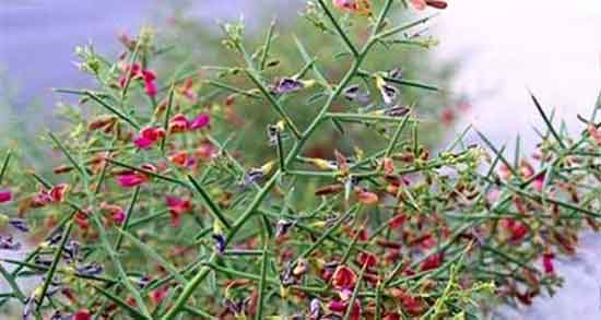 خاصیت خارشتر ؛ فواید مصرف عرق خارشتر برای درمان سنگ کلیه