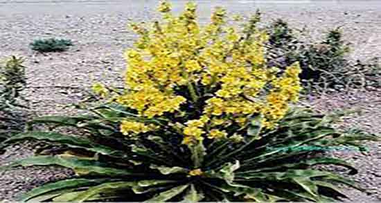 خاصیت خرگوشک ؛ فواید مصرف روغن خرگوشک ساچ برای سرماخوردگی