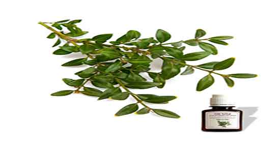 خاصیت روغن مورد ؛ خواص مصرف روغن مورد برای پوست صورت و بدن