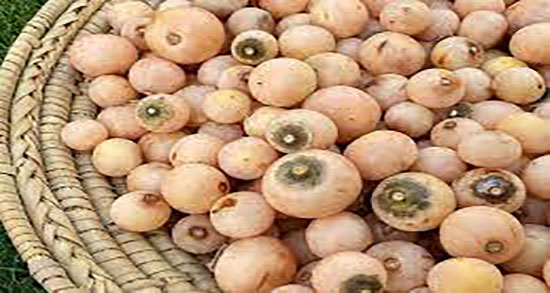 خاصیت سپستان ؛ فواید داروی گیاهی سپستان و رفع سنگ صفرا