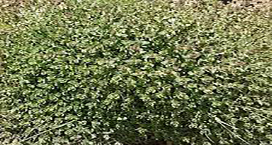 خاصیت سیم اوتی ؛ فواید مصرف سیم اوتی برای درمان عفونت های واژن