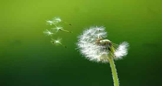 خاصیت عرق قاصدک ؛ خواص درمانی عرق قاصدک برای کنترل دیابت