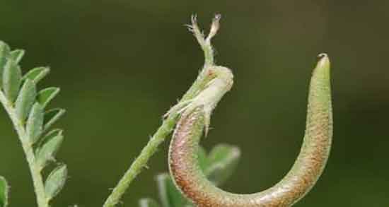 خاصیت ناخنک ؛ فواید مصرف گیاه ناخنک برای چربی سوزی شکم