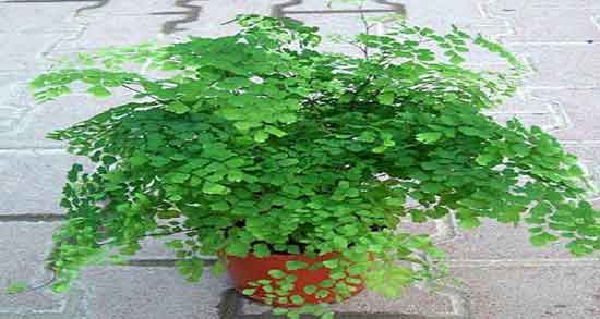 خاصیت پرسیاوشان در طب سنتی ؛ فواید مصرف پرسیاوشان از نظر طب سنتی