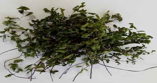 خاصیت پرسیاوشان ؛ مصرف جوشانده پرسیاوشان از نظر طب سنتی
