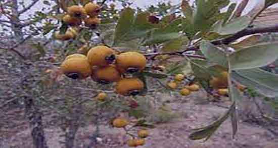 خاصیت کیالک ؛ فواید مصرف عرق کیالک برای جنین زن باردار چیست