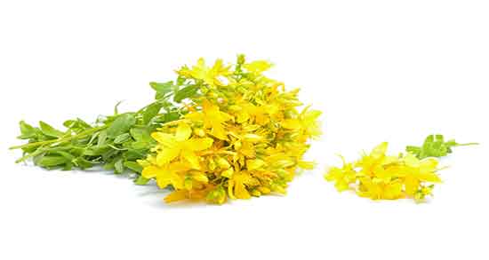 خاصیت گل راعی ؛ خواص خوردن گل راعی از نظر طب سنتی چیست