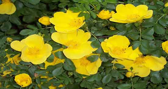 خاصیت گل زرد ؛ خواص گل زرد وحشی کوهی برای درمان دلپیچه کودکان