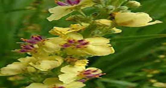 خاصیت گل ماهور ؛ فواید مصرف گل ماهور برای درمان اگزما های پوستی
