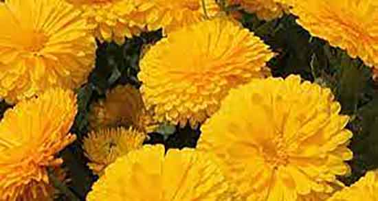 خاصیت گل همیشه بهار ؛ خواص گل همیشه بهار برای عفونت رحم