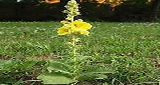 خرگوشک برای تقویت ابرو ؛ خاصیت مصرف خرگوشک برای پرپشتی ابرو