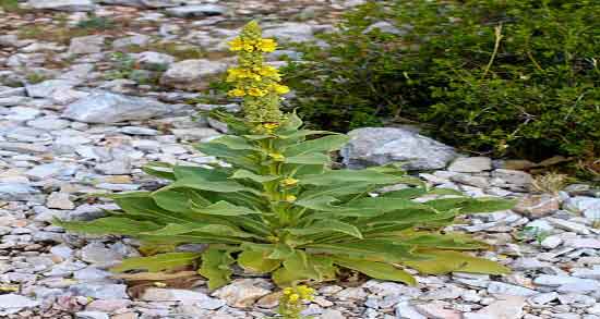 خرگوشک برای مو ؛ تونیک خرگوشک برای جلو گیری از ریزش موی سر