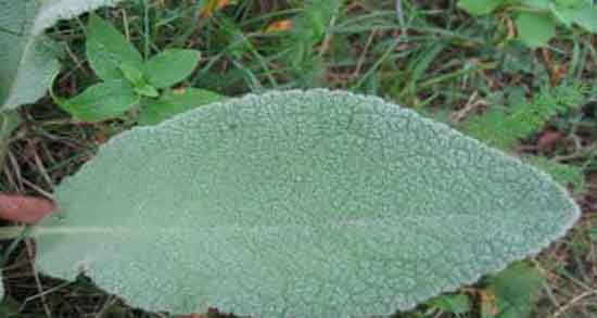 خرگوشک برای مو چیست ؛ خاصیت مصرف خرگوشک برای موی سر