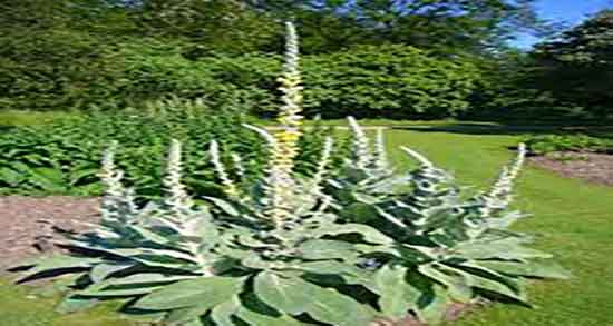 خرگوشک در طب سنتی ؛ فواید مصرف خرگوشک از نظر طب سنتی چیه
