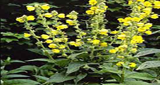 خرگوشک ساچ برای مو ؛ روغن خرگوشک ساچ برای تقویت موی سر