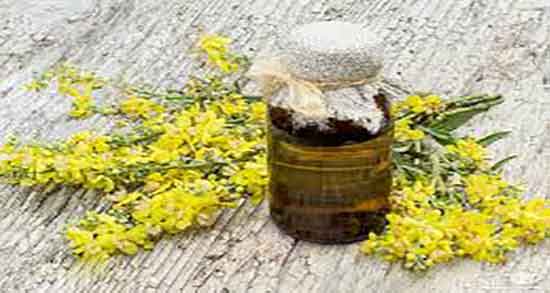 خرگوشک و رزماری ؛ ایا گیاه خرگوشک و رزماری برای پوست صورت خوبه
