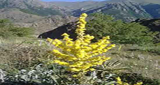 خرگوشک و فیبروم ؛ ایا خرگوشک برای درمان فیبروم رحم مفید است