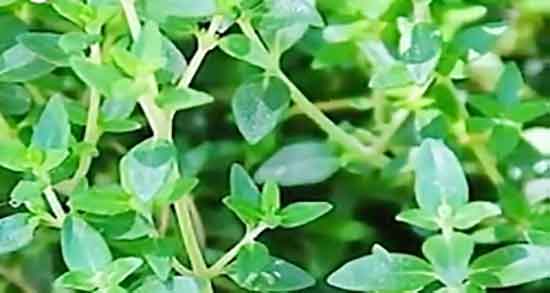 خواص آذربه همدان ؛ فواید خوردن اذربه همدان برای عفونت های ریه