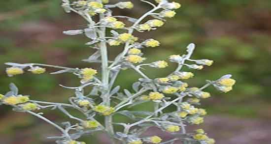 خواص افسنطین برای سرطان ؛ فواید مصرف افسنطین برای درمان سرطان ریه