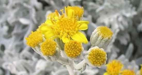 خواص افسنطین برای معده ؛ تاثیر استفاده از افسنطین برای زخم معده