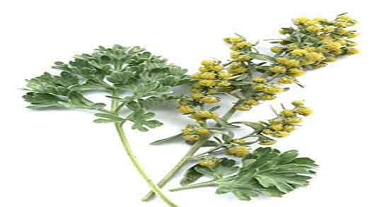 خواص افسنطین برای مو ؛ فواید مصرف افسنطین برای تقویت ریشه موی سر