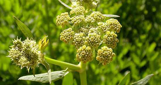 خواص افسنطین برای کودکان و فواید مصرف افسنطین برای اسهال کودکان خواص افسنطین برای کودکان ؛ فواید مصرف افسنطین برای اسهال کودکان