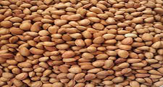 خواص الوک تلخ ؛ فواید مصرف روغن الوک تلخ برای پوست صورت و بدن