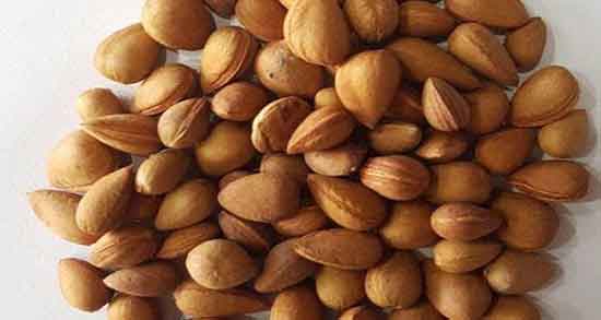 خواص الوک شیرین ؛ فواید مصرف بادام کوهی برای کنترل دیابت کودکان