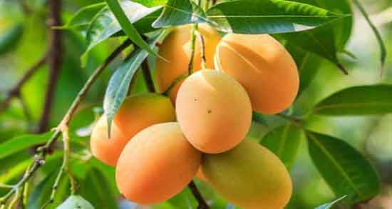 خواص برگ انبه در طب سنتی ؛ فواید مصرف برگ انبه از نظر طب سنتی
