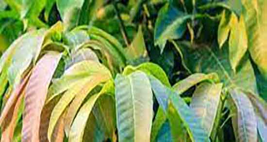 خواص برگ درخت انبه چیست ؛ فواید برگ درخت انبه برای کاهش کلسترو