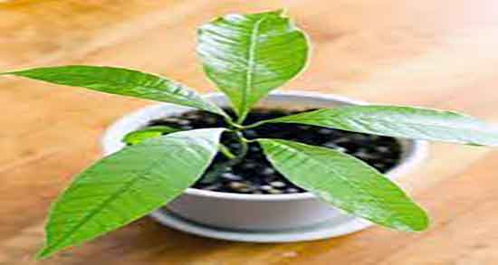 خواص برگ میوه انبه ؛ فواید مصرف برگ میوه انبه برای کنترل فشار خون