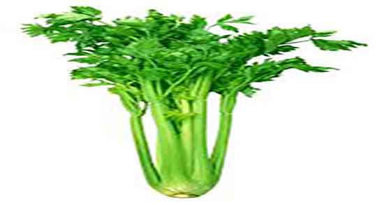 خواص برگ کرفس در طب سنتی ؛ خاصیت برگ کرفس از نظر طب سنتی