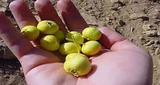 خواص برگ کیالک ؛ خاصیت مصرف برگ کیالک برای درمان التهاب پوستی