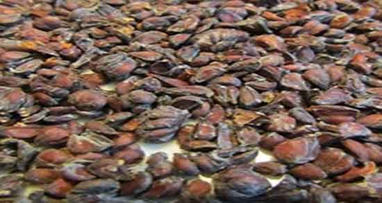 خواص به دانه برای معده ؛ فواید مصرف به دانه برای درمان زخم معده