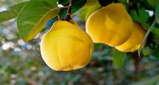 خواص به دانه برای گرفتگی صدا ؛ ایا به دانه برای گرفتگی صدا مفید است