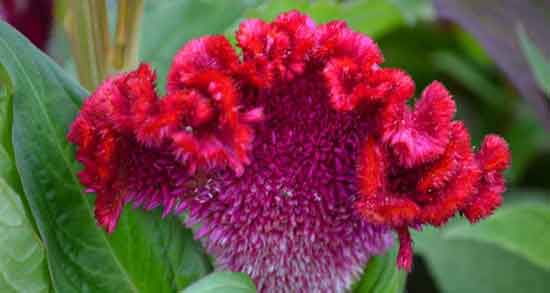 خواص تاج خروس برای سرماخوردگی و سرفه و گرفتگی صدا نی نی سایت خواص تاج خروس برای سرماخوردگی و سرفه و گرفتگی صدا نی نی سایت