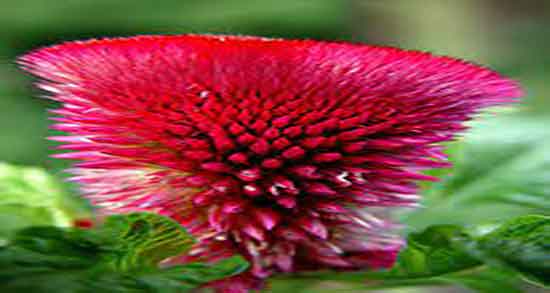 خواص تاج خروس برای مو ؛ فواید مصرف تاج خروس برای تقویت ریشه مو