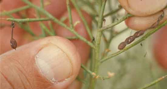 خواص خارشتر برای سنگ کلیه ؛ درمان سنگ کلیه با خوردن خارشتر