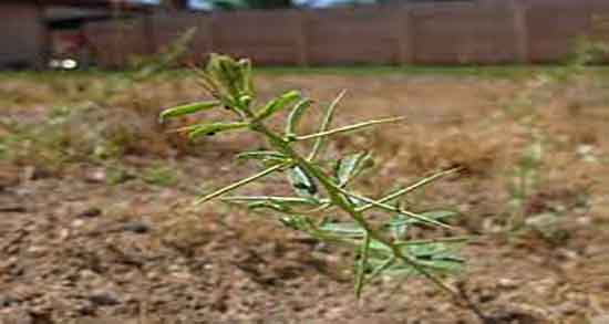 خواص خارشتر برای عفونت ؛ فواید عرق خارشتر برای عفونت واژن