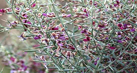خواص خارشتر برای معده ؛ خوردن خارشتر برای درمان زخم معده